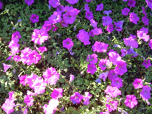 purple-flowers-Habitat